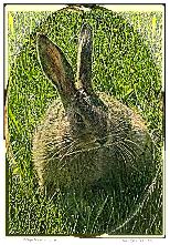 Hare Again Visitin-NFT